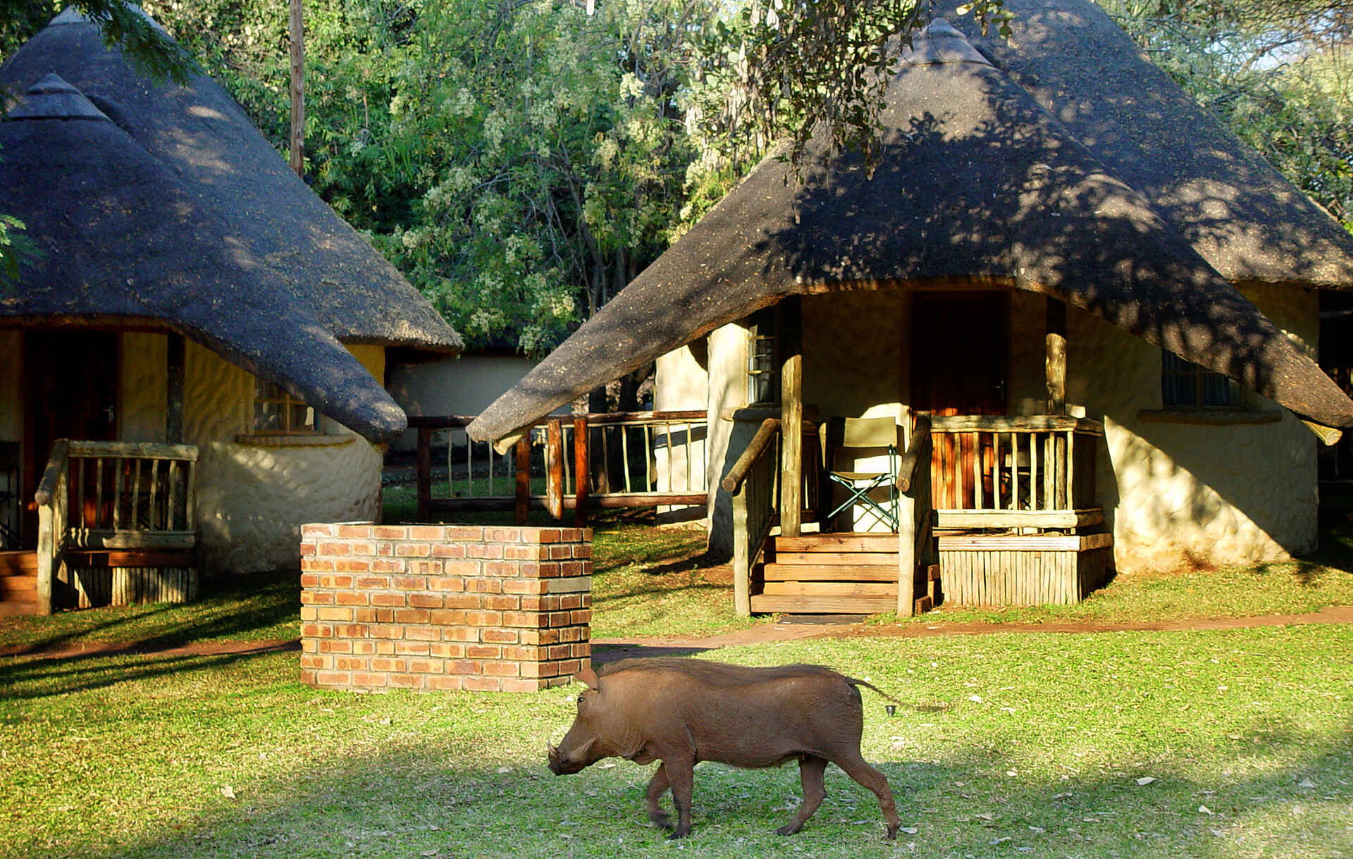 Chobe Safari Lodge: Warzenschwein auf dem Lodgegelände Chobe National Park, Chobe Safari Lodge, Kasane, Warzenschwein