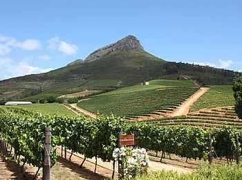 Delaire Graff Estate: Weinberge Delaire Graff Estate: Weinberge