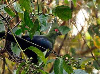 KaingU Safari Lodge: Schalow's turaco