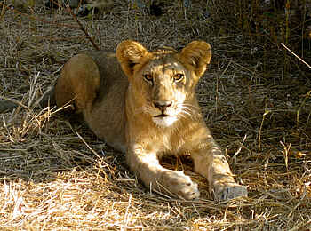 Kigelia Camp: Junger Löwe Kigelia Camp: Junger Löwe