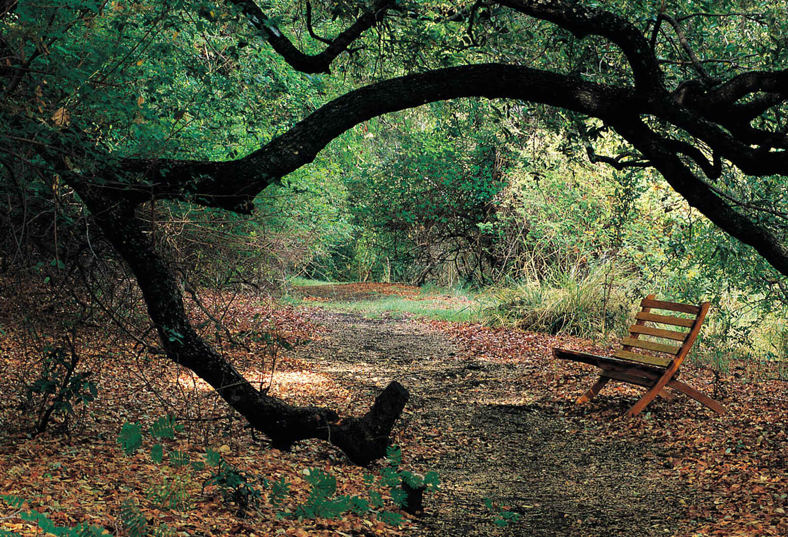 Kubu Lodge: Nature Walk Kubu Lodge: Nature Walk