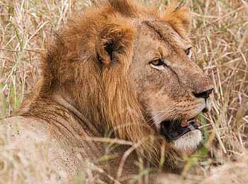 Kuro Tarangire: Liegender Löwe Kuro Tarangire: Liegender Löwe