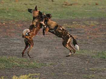 Kwara Camp: Raufende Wildhunde Kwara Camp: Raufende Wildhunde