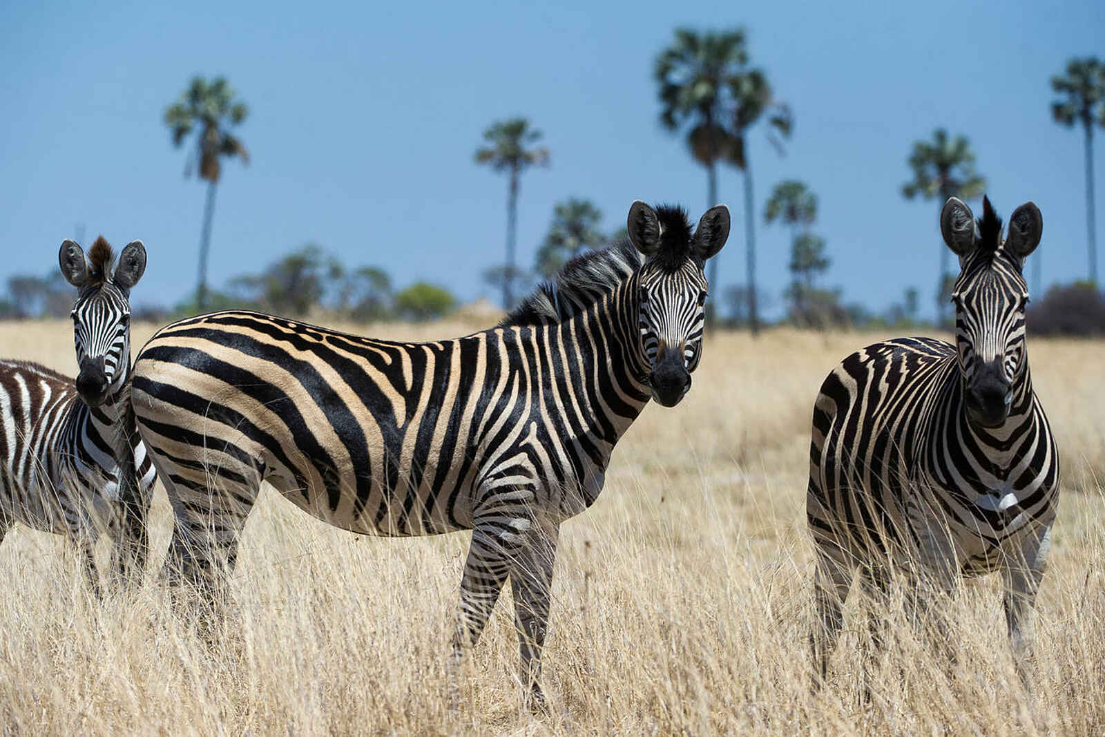 Linkwasha Camp: Burchell-Zebras Linkwasha Camp: Burchell-Zebras