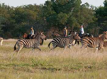Mashatu Tent Camp: Reitsafari mit Zebras Mashatu Tent Camp: Reitsafari mit Zebras
