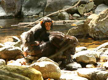 Mbali Mbali Gombe Lodge: Junges