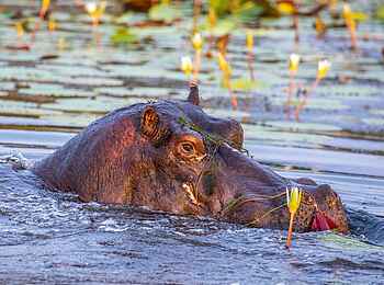 Mma Tsebe Tented Camp: Nilpferd im Wasser Mma Tsebe Tented Camp: Nilpferd im Wasser
