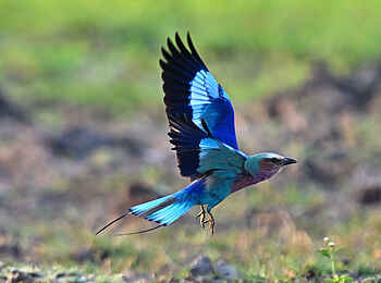 Mt Gorongosa Community Camp: Gabelracke im Anflug Mt Gorongosa Community Camp: Gabelracke im Anflug