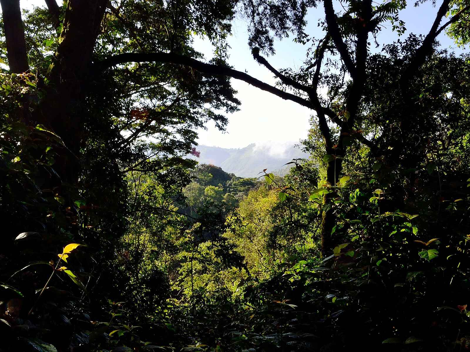 Mutanda Lake Resort: Regenwald Mutanda Lake Resort: Regenwald