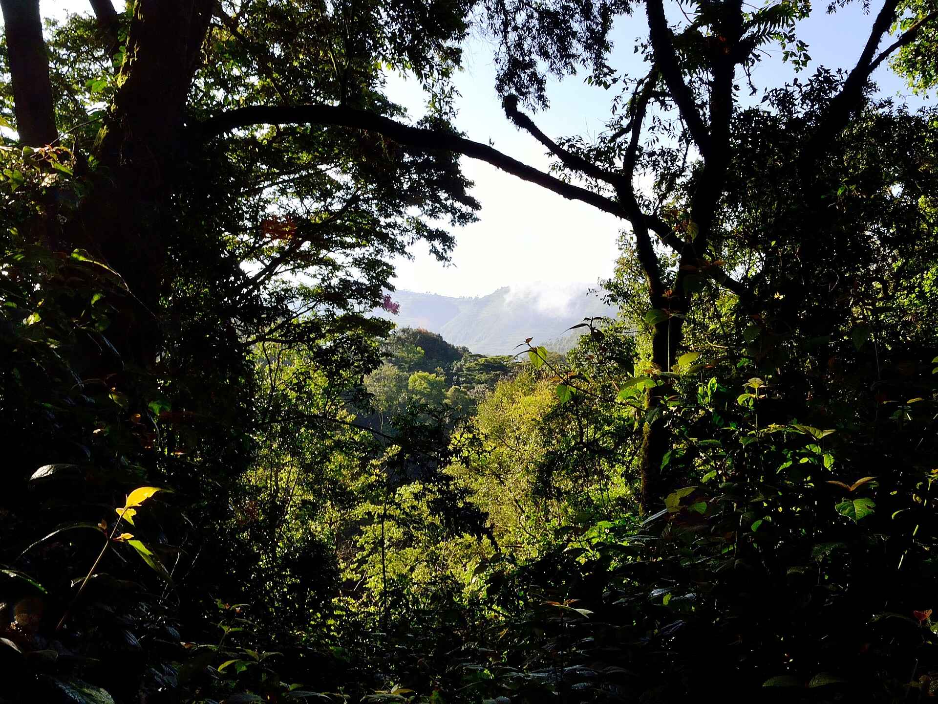 Mutanda Lake Resort: Regenwald