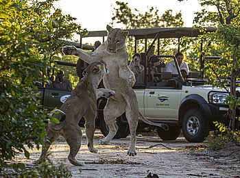 Old Drift Lodge: Verspielte Löwen Old Drift Lodge: Verspielte Löwen