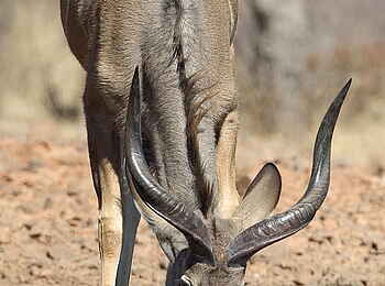 Ongava Lodge: Junger Kudu am Wasserloch Ongava Lodge: Junger Kudu am Wasserloch