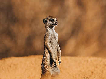 Otjimbondona Kalahari Lodge: Erdmännchen in der Kalahari