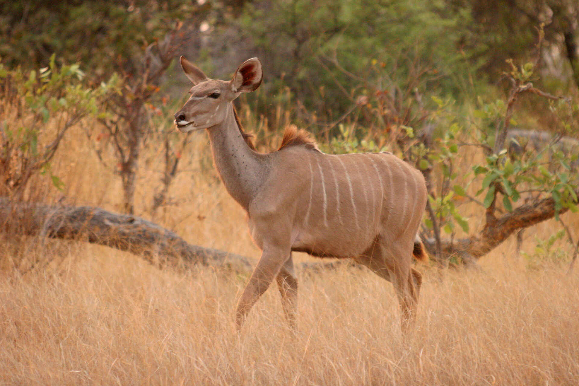 NG 27A, Okavango-Delta, Pom Pom Camp, Xudum River, Moremi Game Reserve