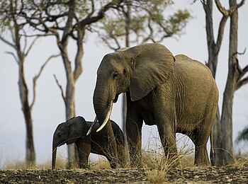 Robin Pope Safaris: Mutter und Kind