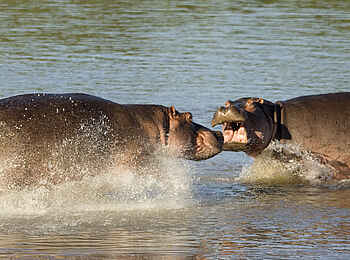 Robin Pope Safaris: Kämpfende Nilpferde