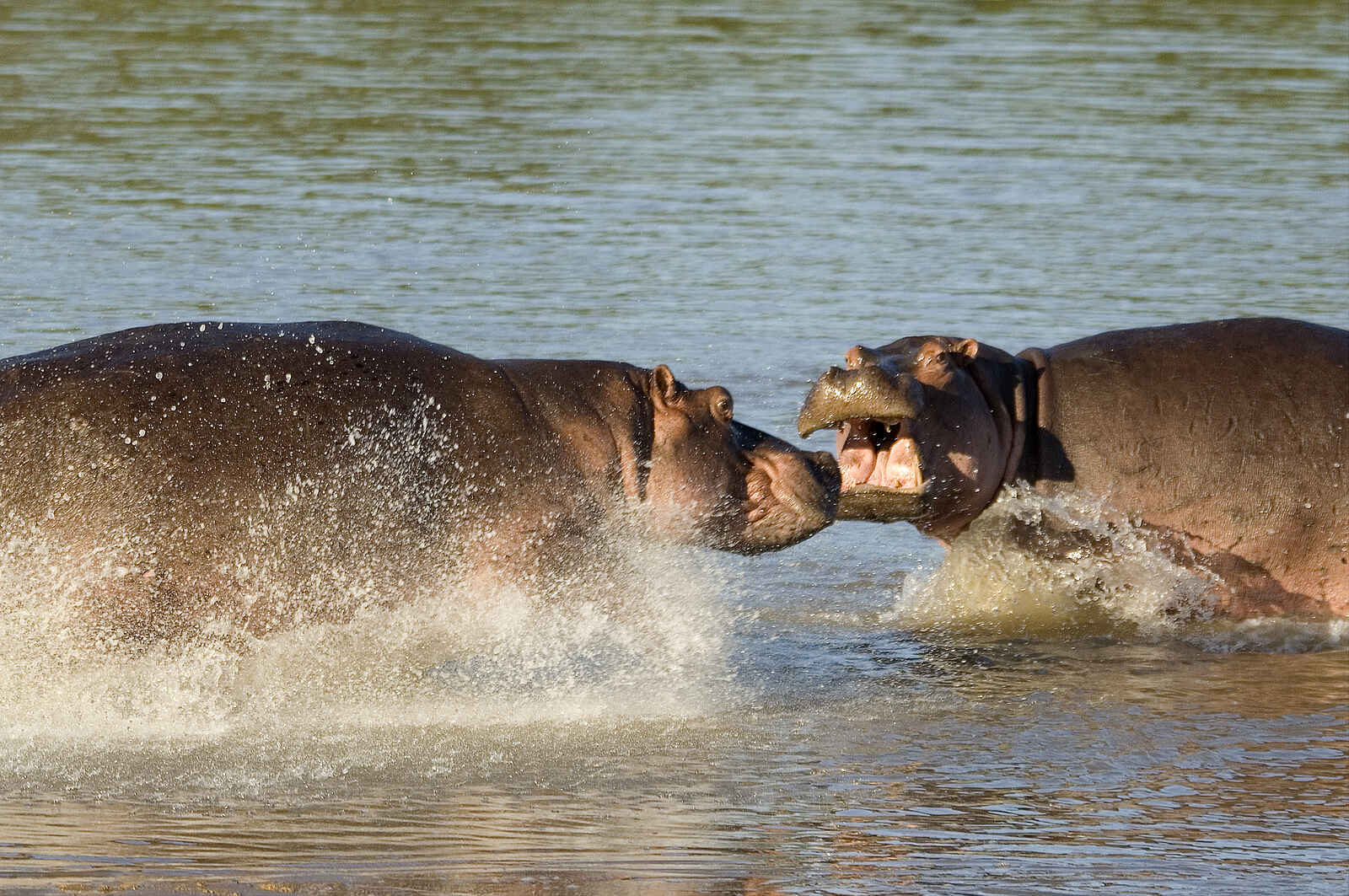 Robin Pope Safaris: Kämpfende Nilpferde Robin Pope Safaris: Kämpfende Nilpferde