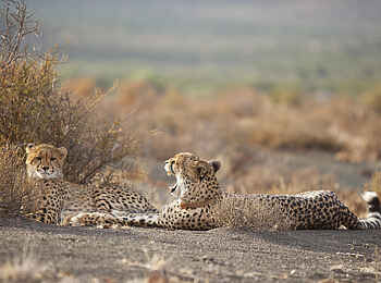 Samara Karoo Lodge: Geparde