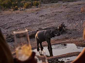 Savute Safari Lodge: Elefant vor der Gästeunterkunft Savute Safari Lodge: Elefant vor der Gästeunterkunft