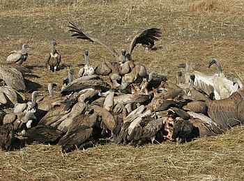 Shumba Camp: Geier mit Aas Shumba Camp: Geier mit Aas