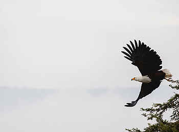 Wilderness Magashi Peninsula: Ein Schreiseeadler im Anflug