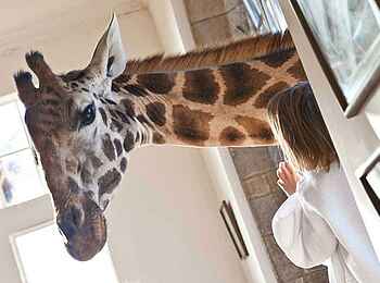 Giraffe Manor: Giraffe im Fenster Giraffe Manor: Giraffe im Fenster