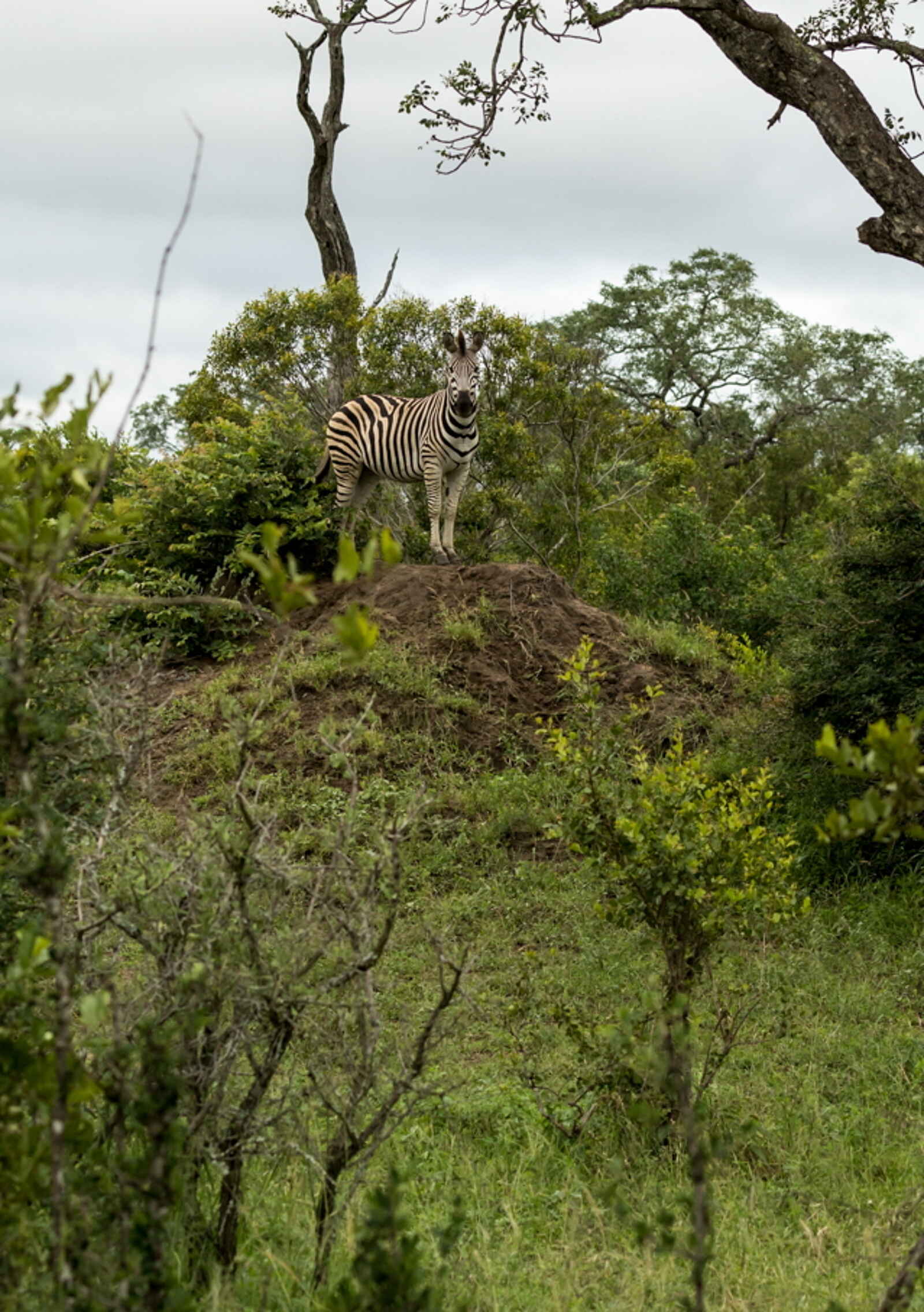 Jacis Sabi House: Zebra in der Landschaft Jacis Sabi House: Zebra in der Landschaft