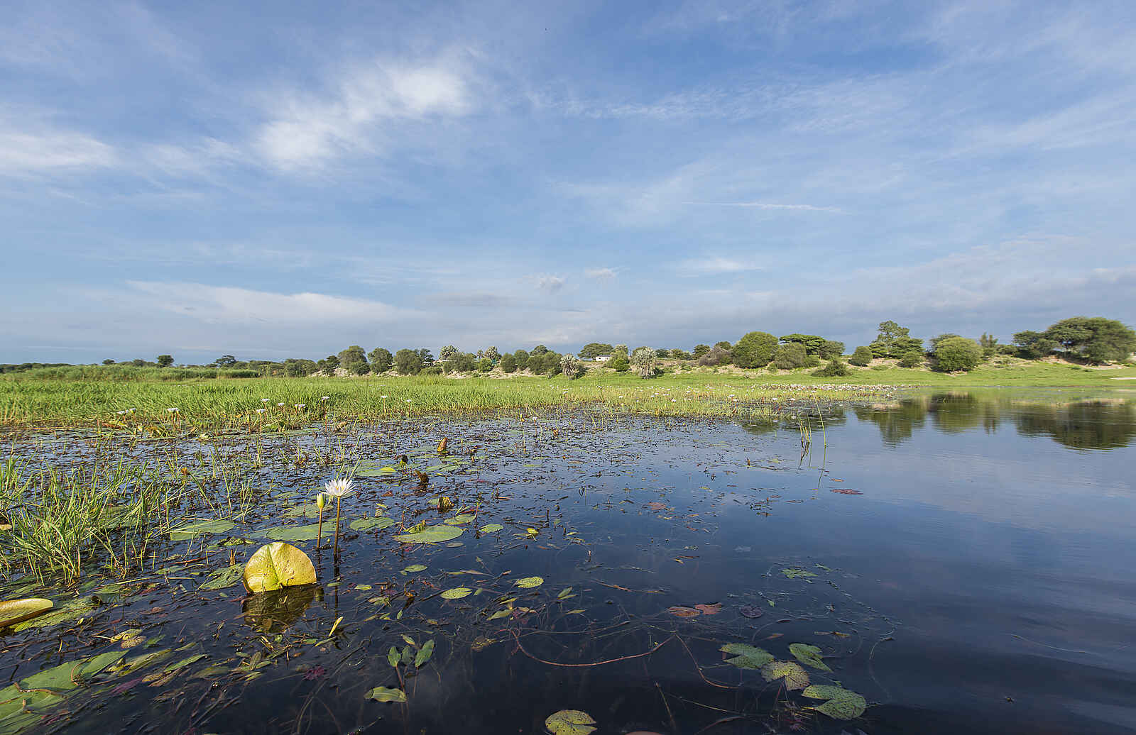 Leopard Plains: Sumpfpflanzen auf dem Boteti River Leopard Plains: Sumpfpflanzen auf dem Boteti River