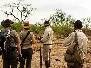 Linyanti Bush Camp: Walking Safari Linyanti Bush Camp: Walking Safari