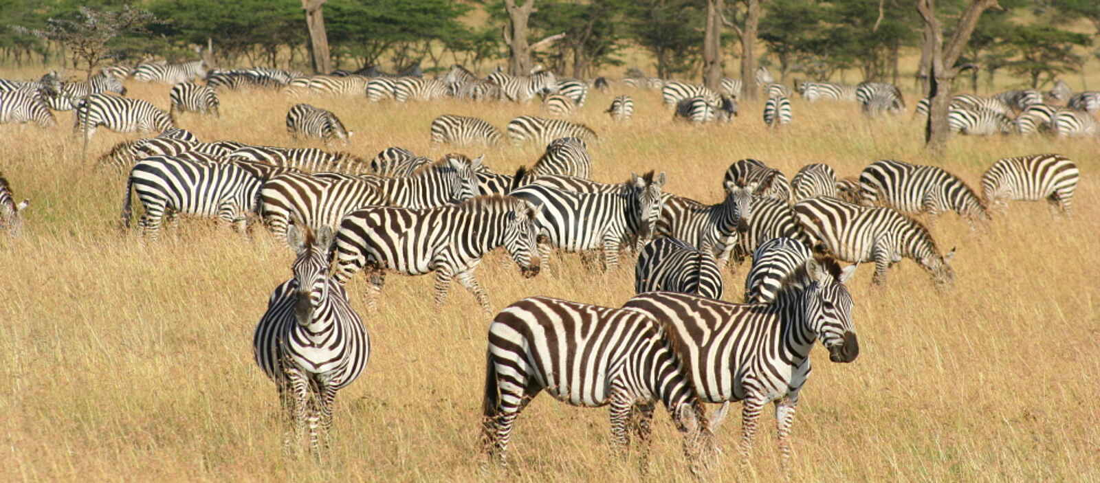 Naboisho Camp: Zebraherde Naboisho Camp: Zebraherde