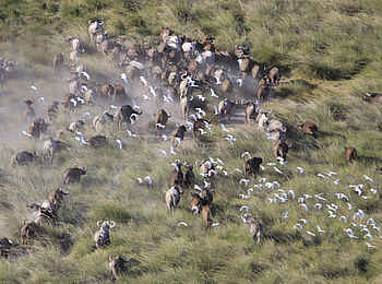 Richards River Camp: Kaffernbüffelherde Richards River Camp: Kaffernbüffelherde