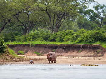 Time + Tide Chinzombo: Nilpferde am Luangwa