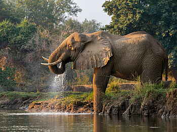 Time + Tide Chongwe: Elefant an der Tränke