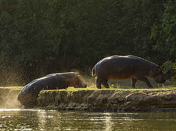 Tusk and Mane Safaris: Nilpferde Tusk and Mane Safaris: Nilpferde