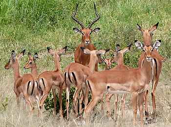 Chem Chem Lodge: Antilopengruppe Chem Chem Lodge: Antilopengruppe