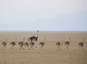 Chem Chem Lodge: Straußenvögel Chem Chem Lodge: Straußenvögel