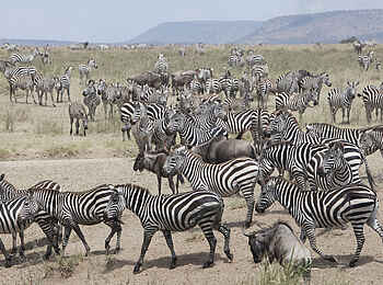 Dunia Camp: Zebraherde Dunia Camp: Zebraherde