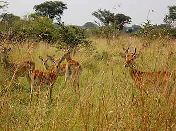 Enjojo Lodge: Impalas im hohen Gras