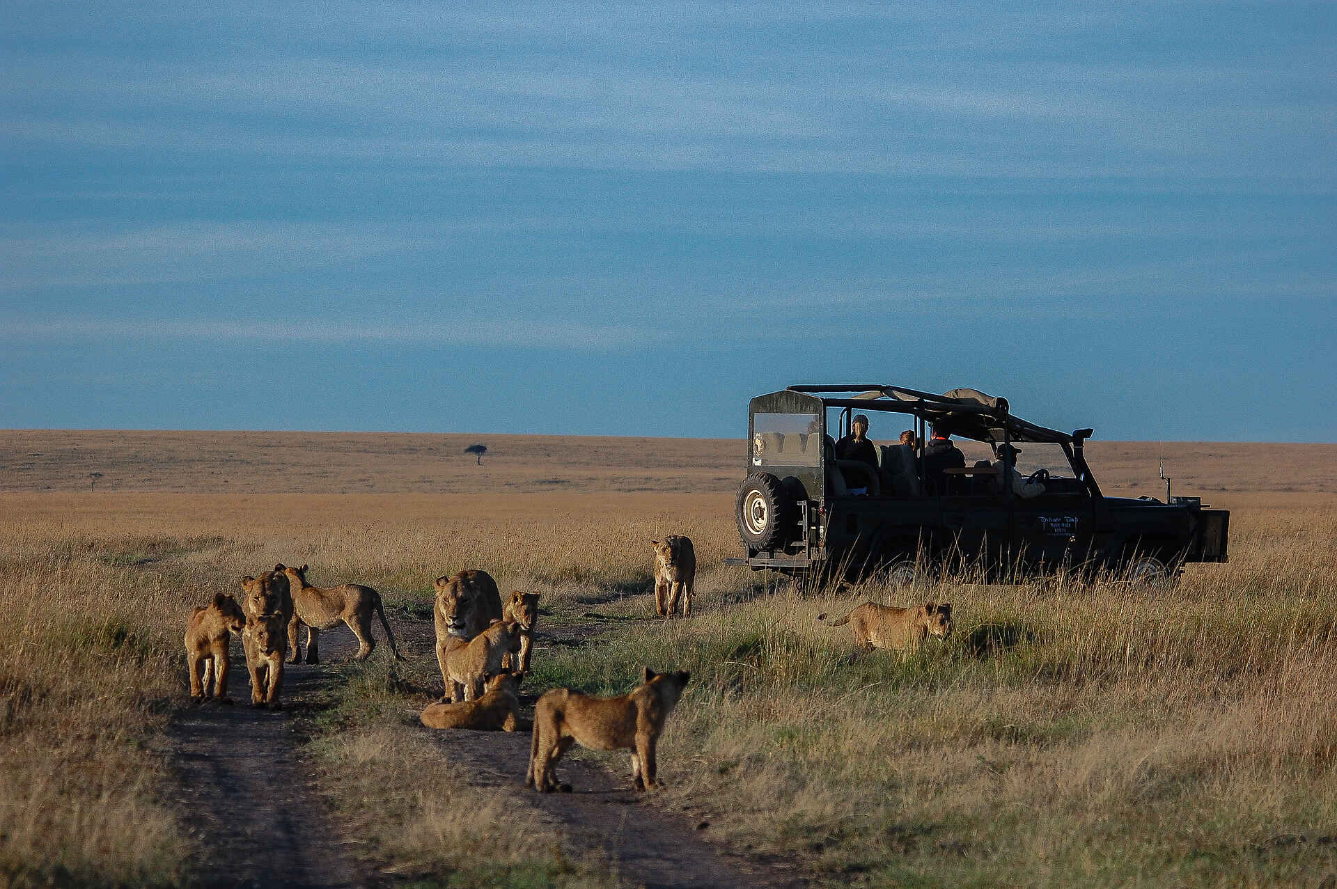 afrikarma, afrikarma Safaris, Afrikarma Safaris - Wildnis.Hautnah., afrikarma.de, Masai Mara, Löwen, Safarifahrzeug