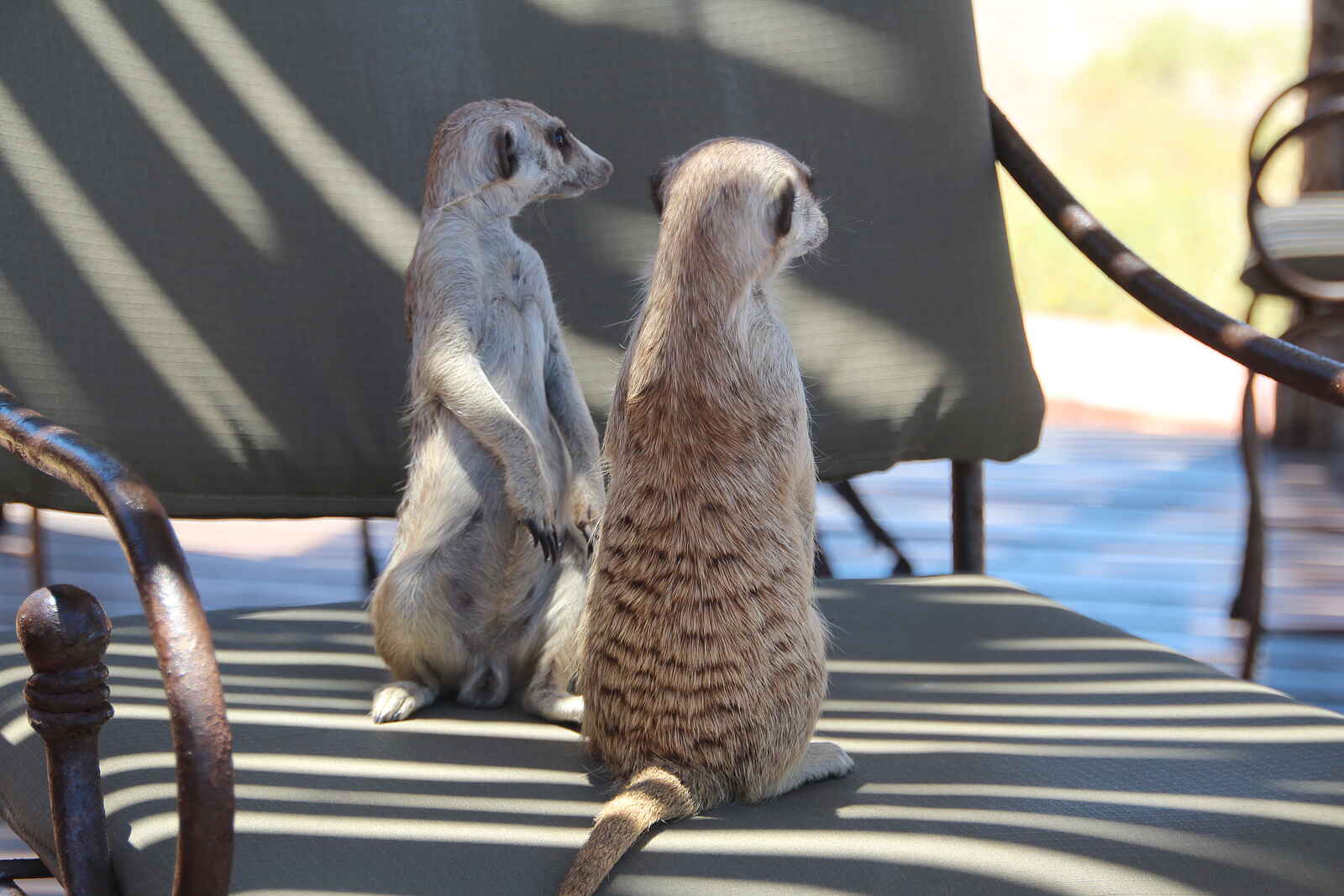 Kalahari Red Dunes Lodge: Erdmännchen im Camp Kalahari Red Dunes Lodge: Erdmännchen im Camp