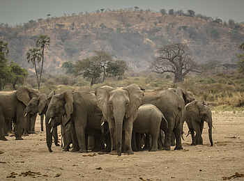 Kwihala Camp: Elefantengruppe