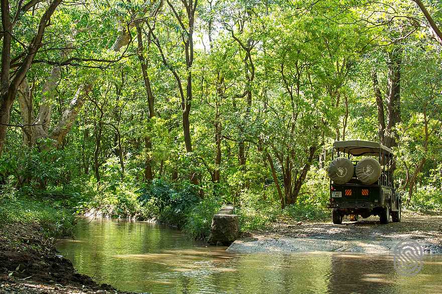 Lake Manyara Serena Lodge: Pirschfahrt Lake Manyara Serena Lodge: Pirschfahrt