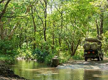 Lake Manyara Serena Lodge: Pirschfahrt