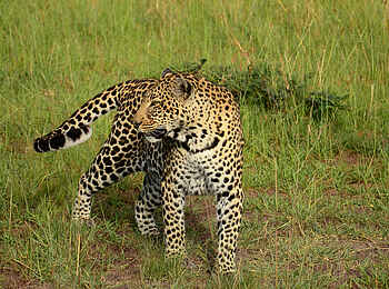 Lemala Mpingo Ridge Lodge: Leopard Lemala Mpingo Ridge Lodge: Leopard