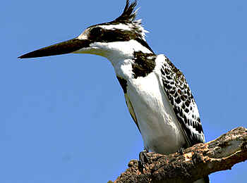 Leopard Lodge: Graufischer