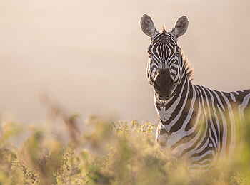 Loldia House: Zebra