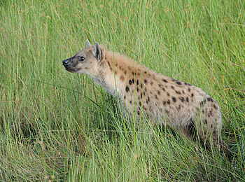 Macatoo Camp: Hyäne im Gras