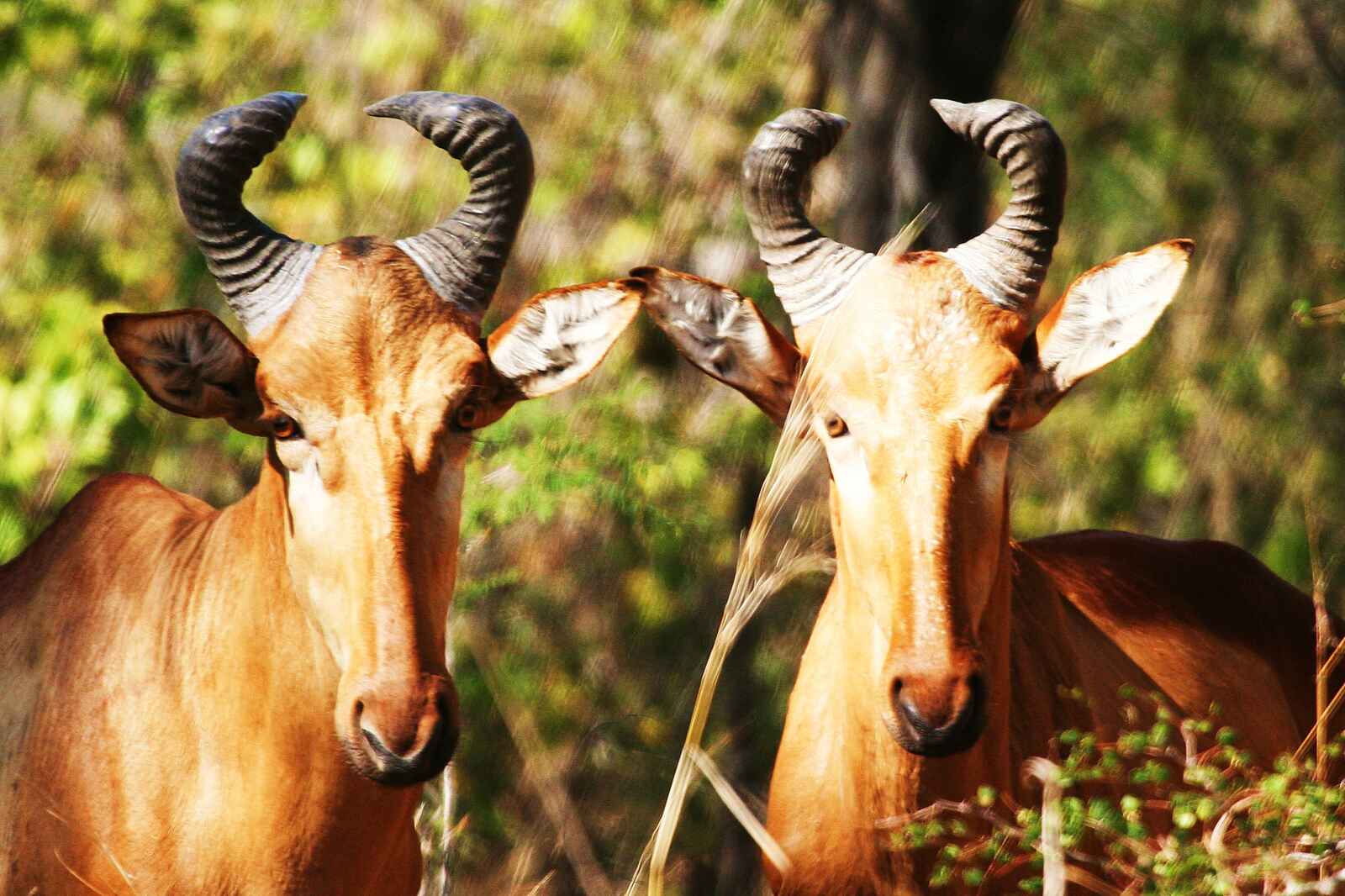 Miyala Camp: Aufmerksame Antilopen Miyala Camp: Aufmerksame Antilopen