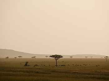 Mkombes House Lamai: Wildtiere beim Grasen