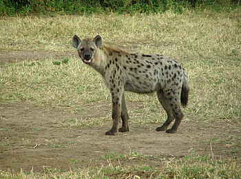 Muchenje Safari Lodge: Tüpfelhyäne